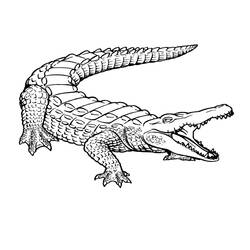 Desenho de Crocodilo com cauda enrolada e boca aberta para colorir