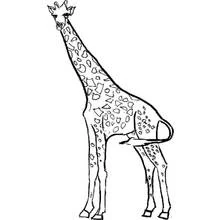 Desenho de Girafa em pé com pescoço longo e cauda curvada para colorir