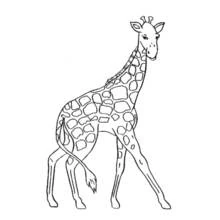 Desenho de Girafa caminhando com pelagem manchada para colorir