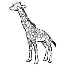Desenho de Girafa com crina ao longo do pescoço para colorir