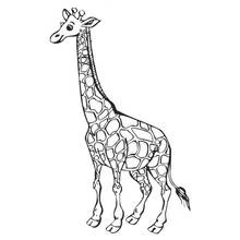 Desenho de Girafa em pé com a cabeça virada para colorir
