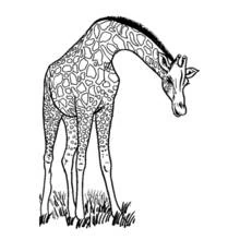 Desenho de Girafa curvando o pescoço para pastar para colorir