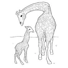 Desenho de Girafa adulta inclinada para o filhote para colorir