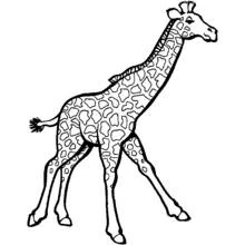 Desenho de Girafa de pescoço erguido e cabeça virada para colorir