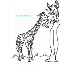 Desenho de Girafa comendo folhas de uma árvore para colorir