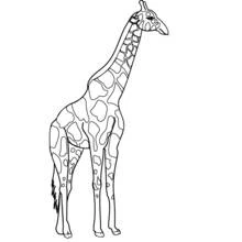 Desenho de Girafa em pé para colorir