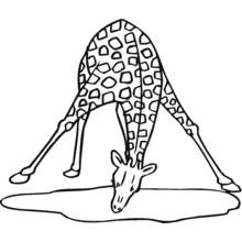 Desenho de Girafa abaixada para beber água para colorir