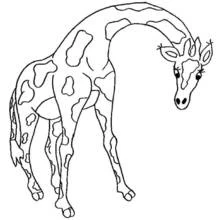 Desenho de Girafa curvando o longo pescoço para colorir