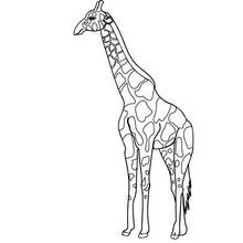 Desenho de Girafa em pé com fundo de savana para colorir