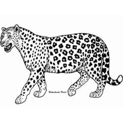 Guepardo - Desenhos para colorir gratuitos