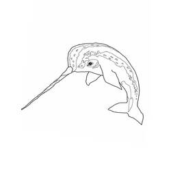 Desenho de Narval nadando com longo dente em espiral para colorir
