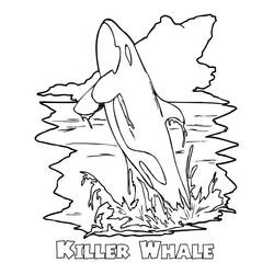 Desenho de Orca saltando fora da água para colorir