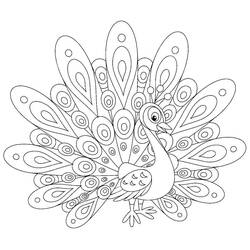 Pavão - Desenhos para colorir gratuitos