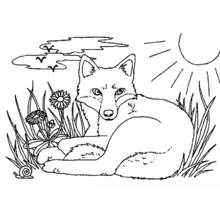 Desenho de Raposa deitada em um campo ensolarado para colorir