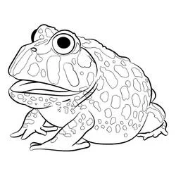 Desenho de Sapo de pele verrucosa sentado para colorir Desenho de Sapo de pele verrucosa sentado para colorir