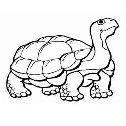 Desenho de Tartaruga caminhando com o pescoço esticado para colorir Desenho de Tartaruga caminhando com o pescoço esticado para colorir