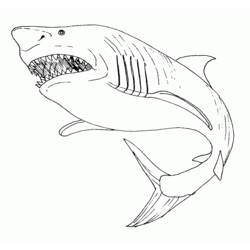 Tubarão - Desenhos para colorir gratuitos
