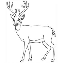 Veado - Desenhos para colorir gratuitos