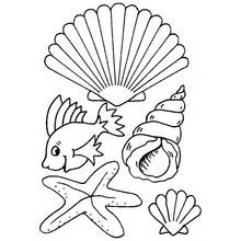 Ilustração de Concha (Natureza e Estações) #163138 para colorir gratuitamente Ilustração de Concha (Natureza e Estações) #163138 para colorir gratuitamente