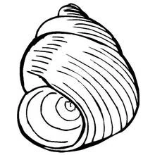 Ilustração de Concha (Natureza e Estações) #163165 para colorir gratuitamente Ilustração de Concha (Natureza e Estações) #163165 para colorir gratuitamente