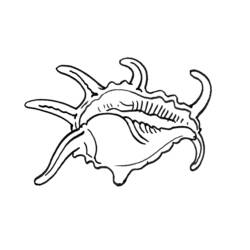 Ilustração de Concha (Natureza e Estações) #163179 para colorir gratuitamente Ilustração de Concha (Natureza e Estações) #163179 para colorir gratuitamente