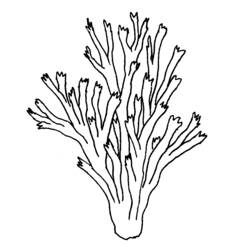 Desenho de Coral de ramos pontiagudos para colorir