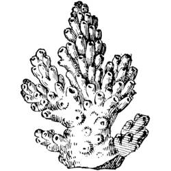 Desenho de Colônia de coral ramificado para colorir