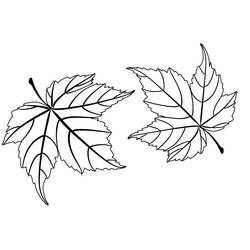 Folha de Bordo - Desenhos para colorir gratuitos