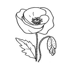 Papoula - Desenhos para colorir gratuitos