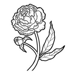 Desenho de Peônia em flor com um botão para colorir