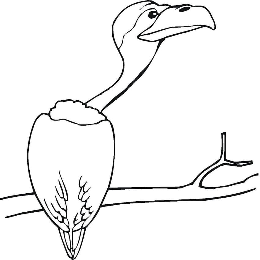 Desenho gratuito Abutre #205346 da colecao Animais para imprimir Desenho gratuito Abutre #205346 da colecao Animais para imprimir