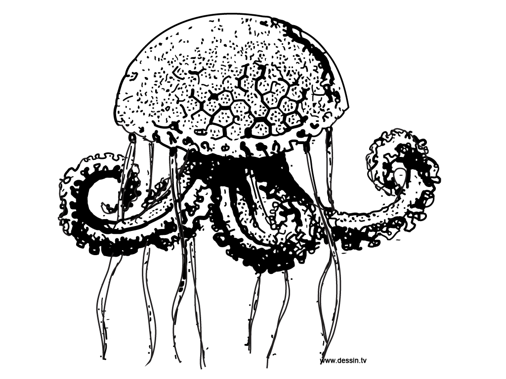 Desenho gratuito Água-viva #20435 da colecao Animais para imprimir