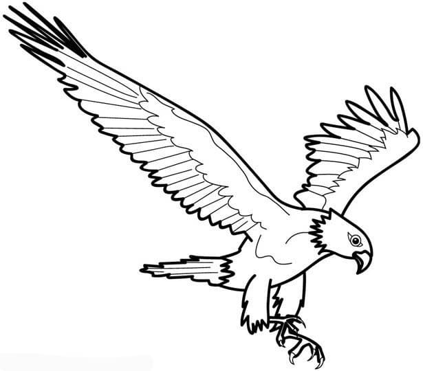 Desenho gratuito Águia #185160 da colecao Animais para imprimir