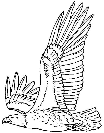 Desenho gratuito Águia #185161 da colecao Animais para imprimir