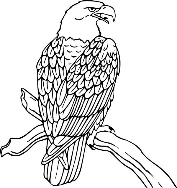 Página para colorir: Águia (animais) #308 - Páginas para Colorir Imprimíveis Gratuitamente