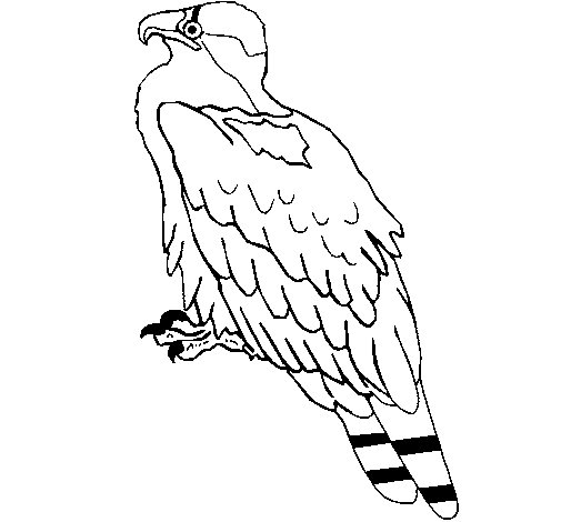 Página para colorir: Águia (animais) #373 - Páginas para Colorir Imprimíveis Gratuitamente