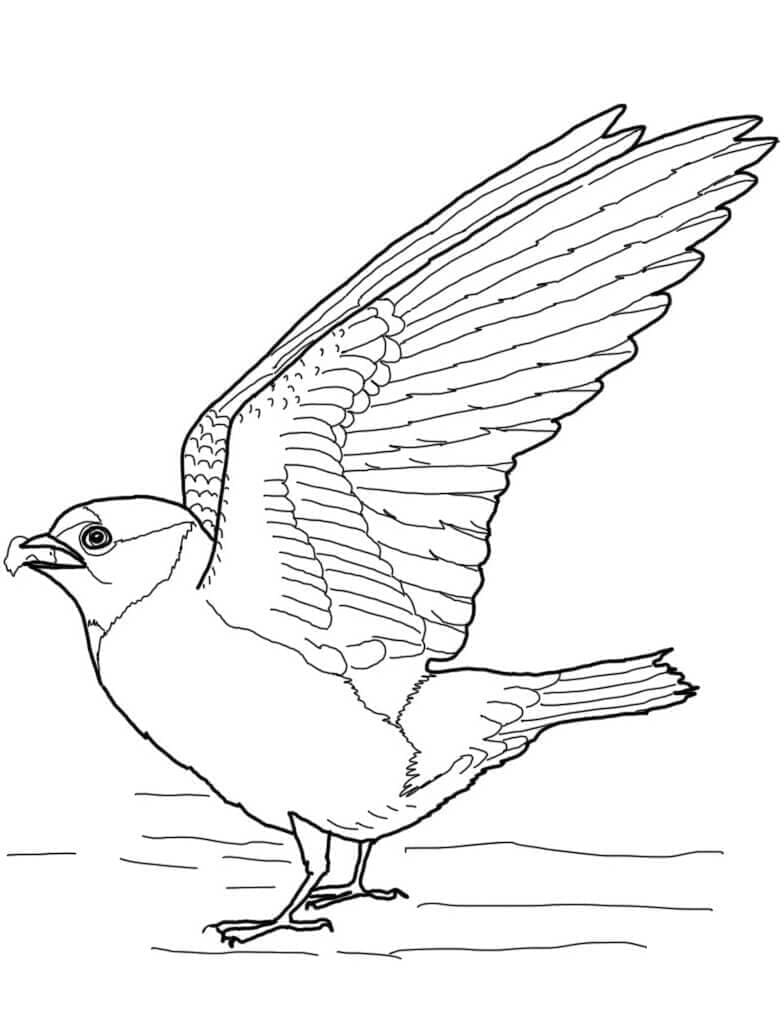 Desenho gratuito Andorinha #210274 da colecao Animais para imprimir