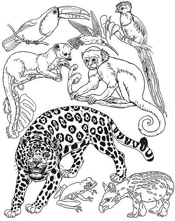 Página para colorir: Animais selvagens/da selva (animais) #21101 - Páginas para Colorir Imprimíveis Gratuitamente