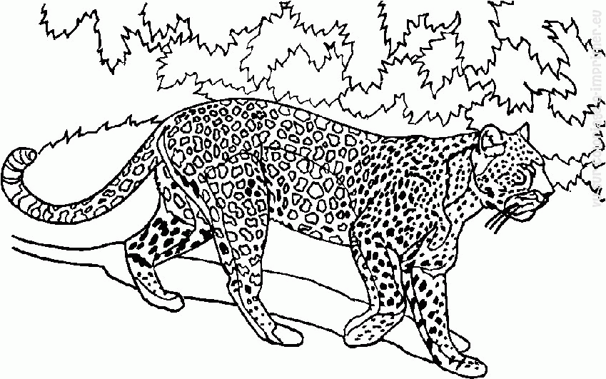 Página para colorir: Animais selvagens/da selva (animais) #21277 - Páginas para Colorir Imprimíveis Gratuitamente