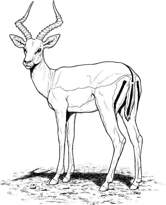 Desenho gratuito Antílope #210754 da colecao Animais para imprimir