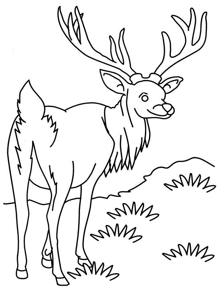 Página para colorir: Antílope (animais) #22603 - Páginas para Colorir Imprimíveis Gratuitamente