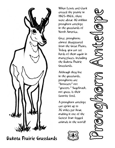 Página para colorir: Antílope (animais) #22669 - Páginas para Colorir Imprimíveis Gratuitamente