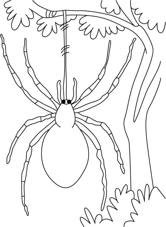 Desenho para colorir Aranha #184524 da coleção Animais, pronto para imprimir Desenho para colorir Aranha #184524 da coleção Animais, pronto para imprimir