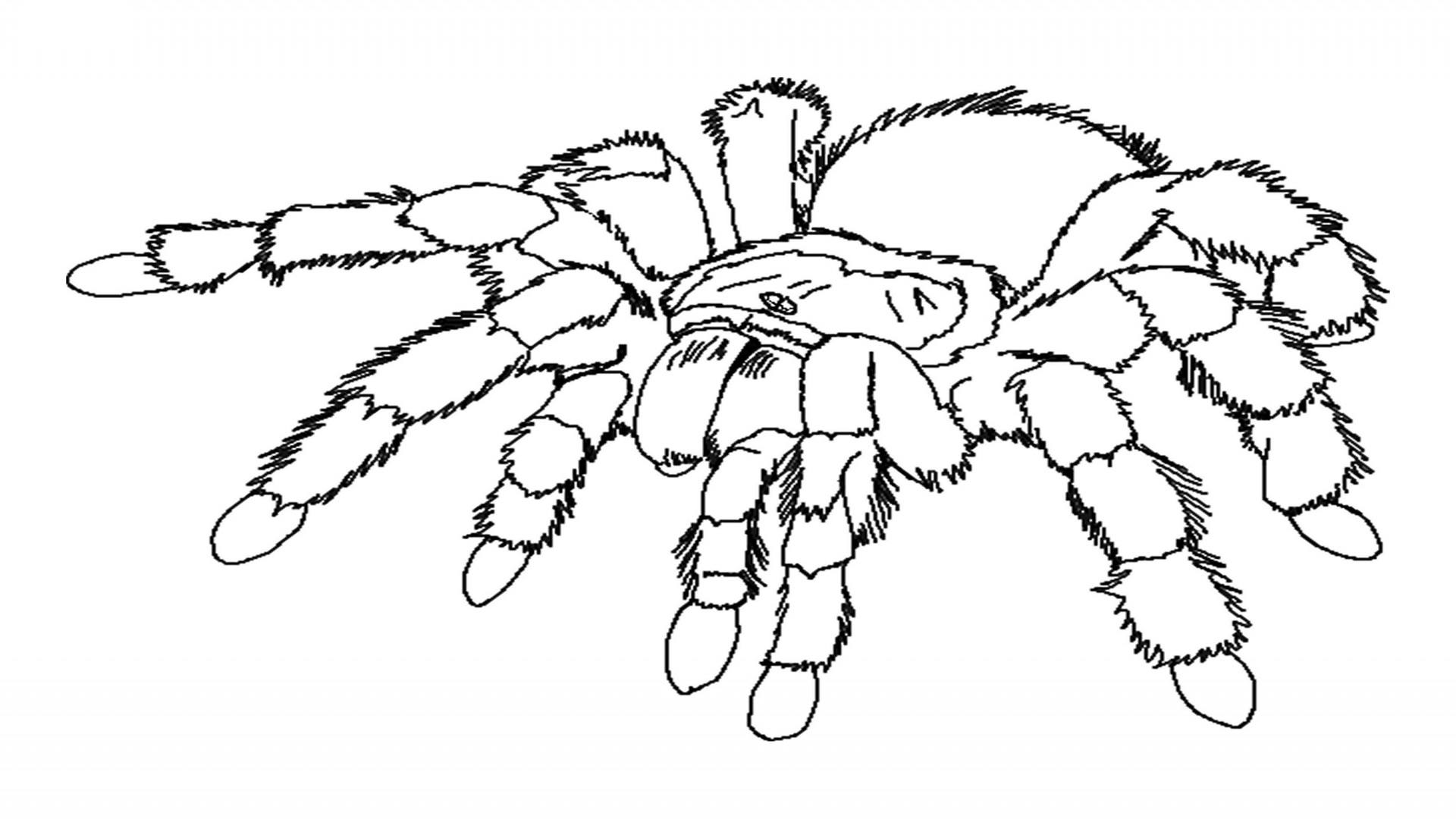 Página para colorir: Aranha (animais) #586 - Páginas para Colorir Imprimíveis Gratuitamente