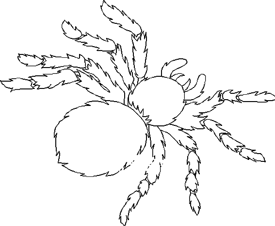 Página para colorir: Aranha (animais) #670 - Páginas para Colorir Imprimíveis Gratuitamente