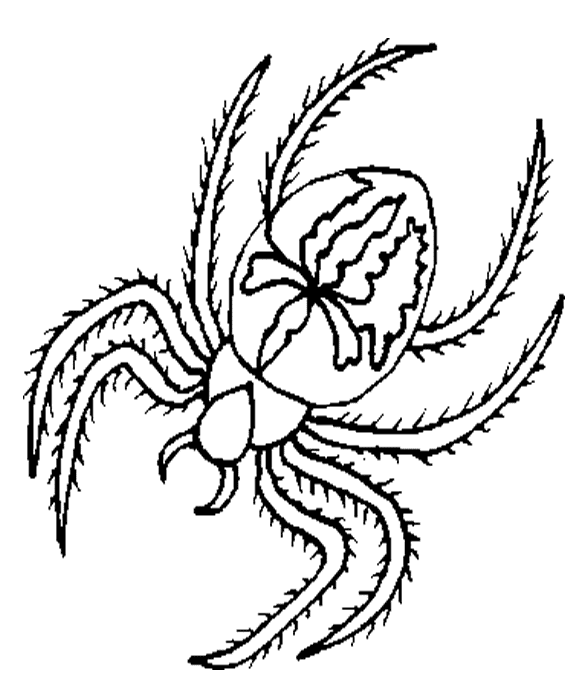 Página para colorir: Aranha (animais) #674 - Páginas para Colorir Imprimíveis Gratuitamente