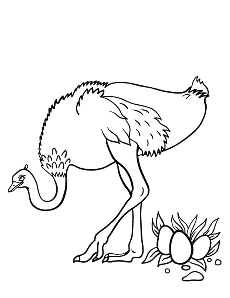 Desenho de Avestruz #204549 para colorir, da coleção Animais, imprimível grátis