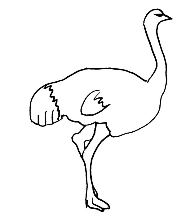 Página para colorir: Avestruz (animais) #701 - Páginas para Colorir Imprimíveis Gratuitamente