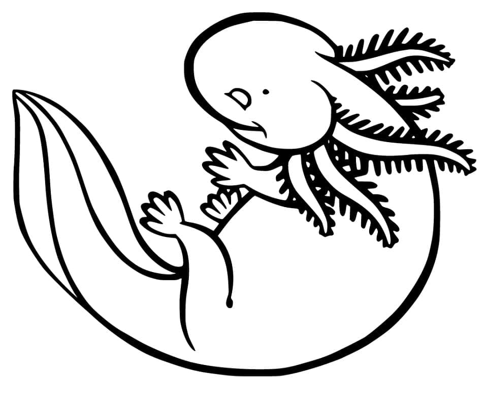 Desenho gratuito Axolote #184571 da colecao Animais para imprimir