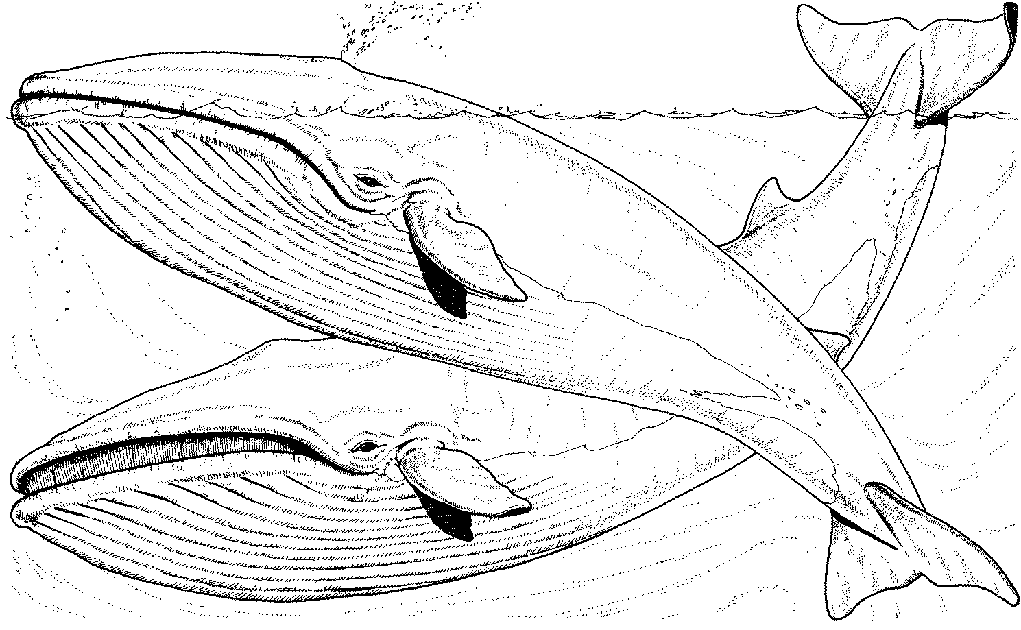 Desenhos de Baleia de desenho animado para colorir - Páginas de colorir  imprimíveis gratuitamente